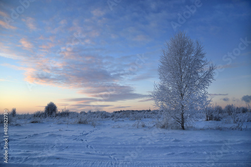 Winter landscape with tree and beautiful evening sky © Dinadesign