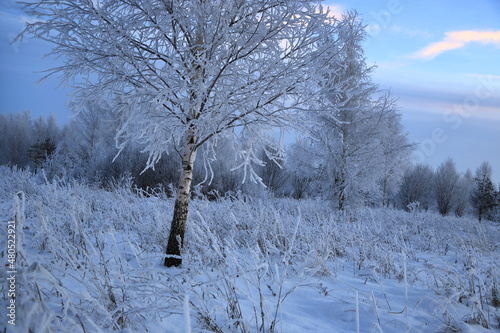 Winter view with birch and plants covered with hoarfrost and snow
