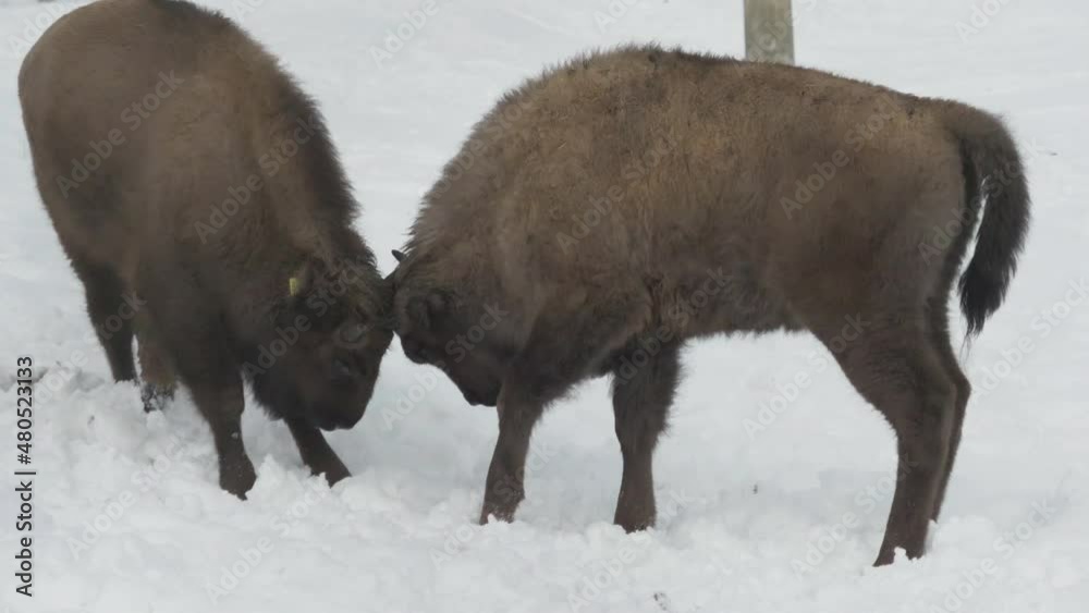 Wisent bisons playing with their horns in the winter Wisent bisons playing with their horns in the winter