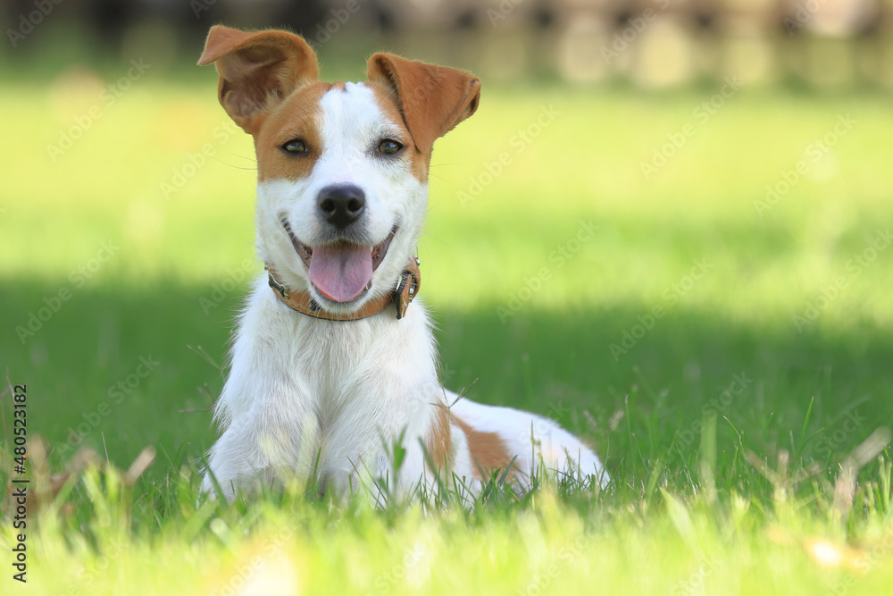 Photography, close-up of a dog Photography, close-up of a dog