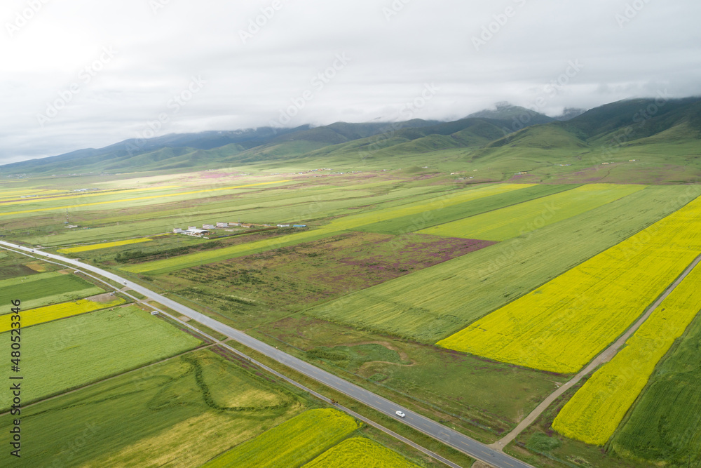 Aerial view of yellow cole flowers flowering in the lakeside of qinghai lake,China