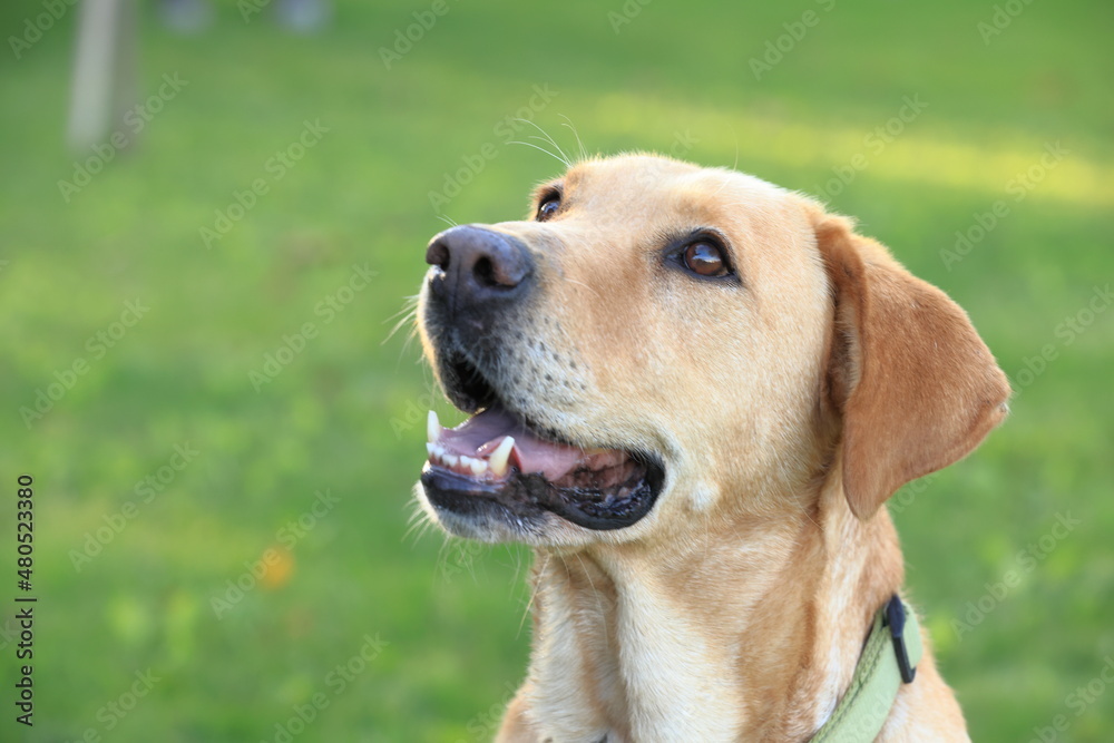 Photography, close-up of a dog