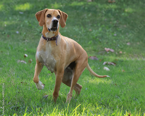 Photography, close-up of a dog © Ramn