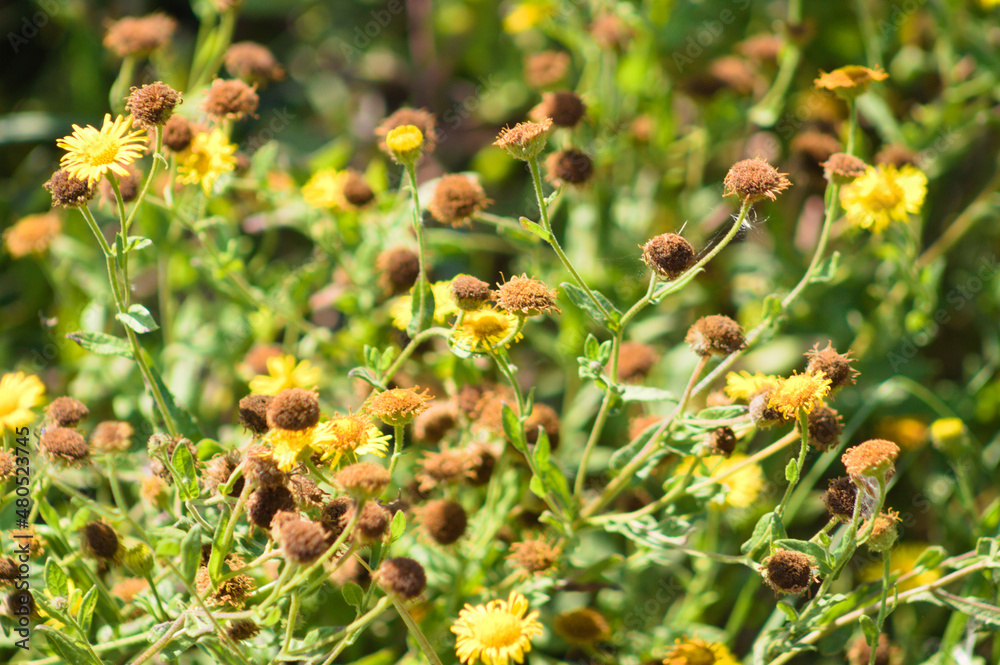 Common fleabane dried flowers closeup view with selective focus on foreground Common fleabane dried flowers closeup view with selective focus on foreground