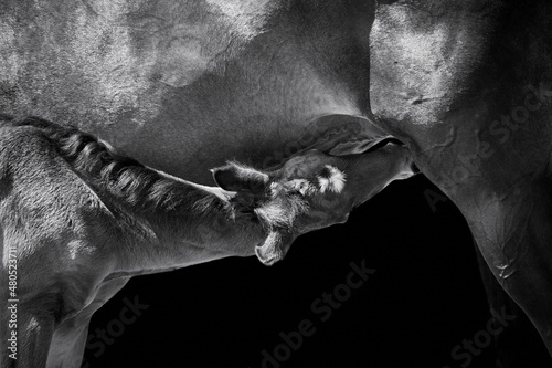 Konstfotografi Close-up of a newborn horse foal suckling from mare isolated on black background