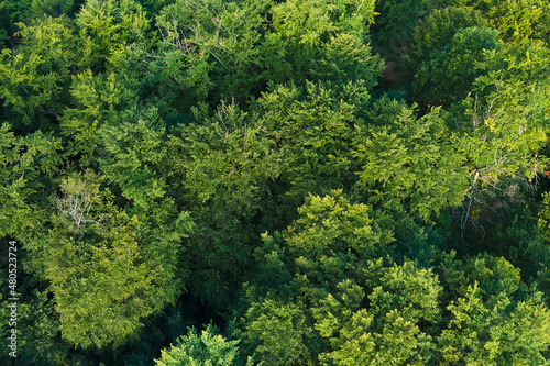 Top down flat aerial view of dark lush forest with green trees canopies in summer