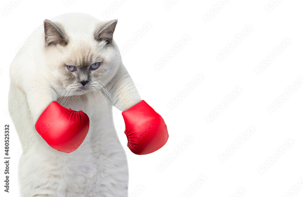 funny fluffy white cheeky cat in red boxing gloves Stock Photo | Adobe Stock