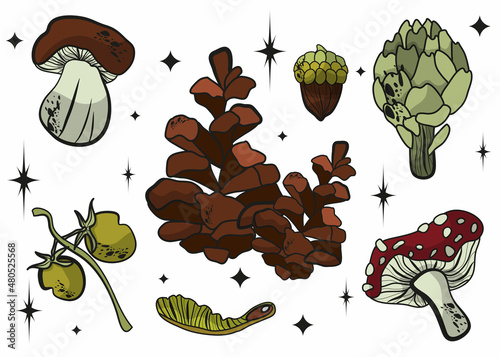 Fly agaric, mushrooms, wild plants, wild berries, cones, acorns. Vector botanical illustration. Contour drawings.  Nature. Forest set.