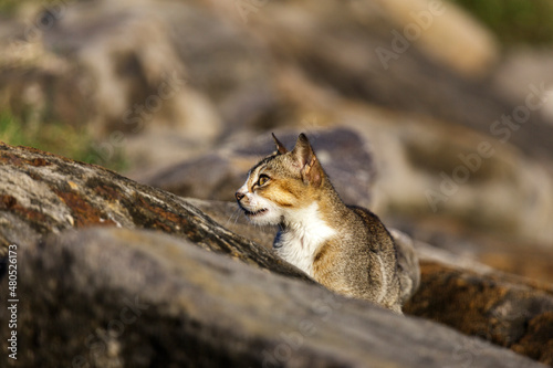 cat on the rocks