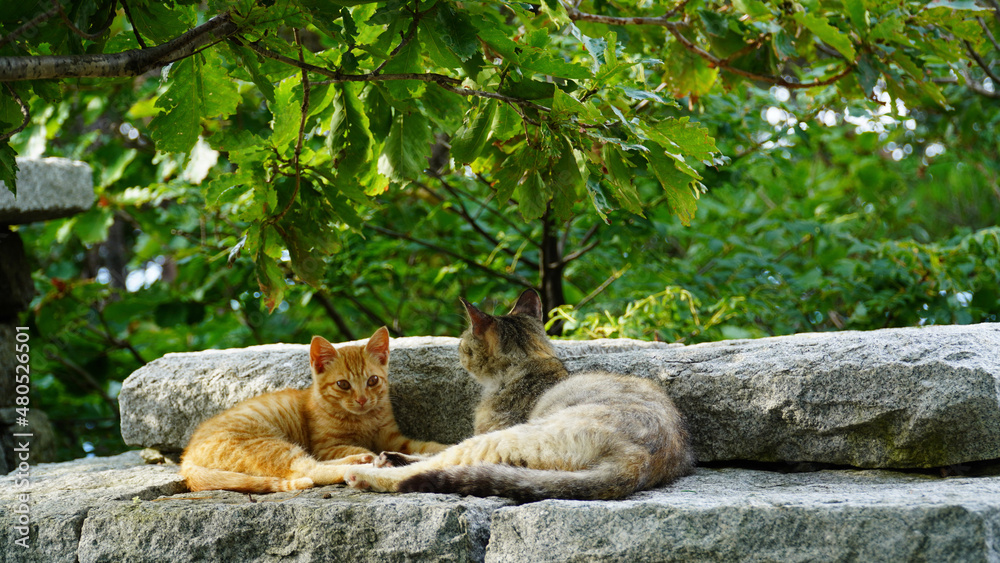 Fototapeta premium cat in the zoo