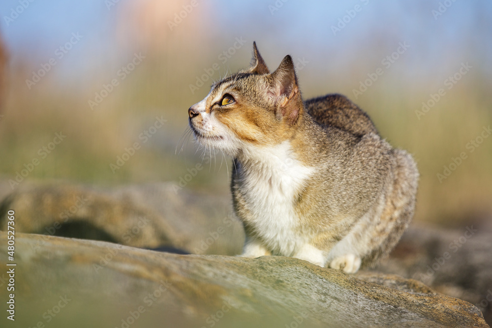 cat on the rock cat on the rock