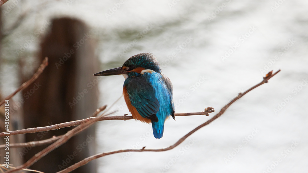 Obraz premium 野鳥の宝石と言われているカワセミの写真