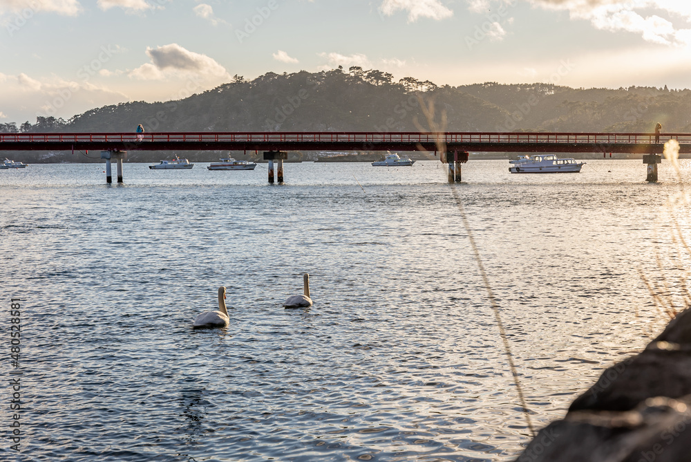 Matsushima Bay, Miyagi Japan. Fukuurabashi Bridge with Swans at Sunset
