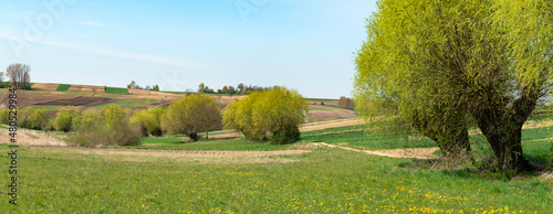 Fototapeta Naklejka Na Ścianę i Meble -  Beautiful spring rural landscape with willow trees