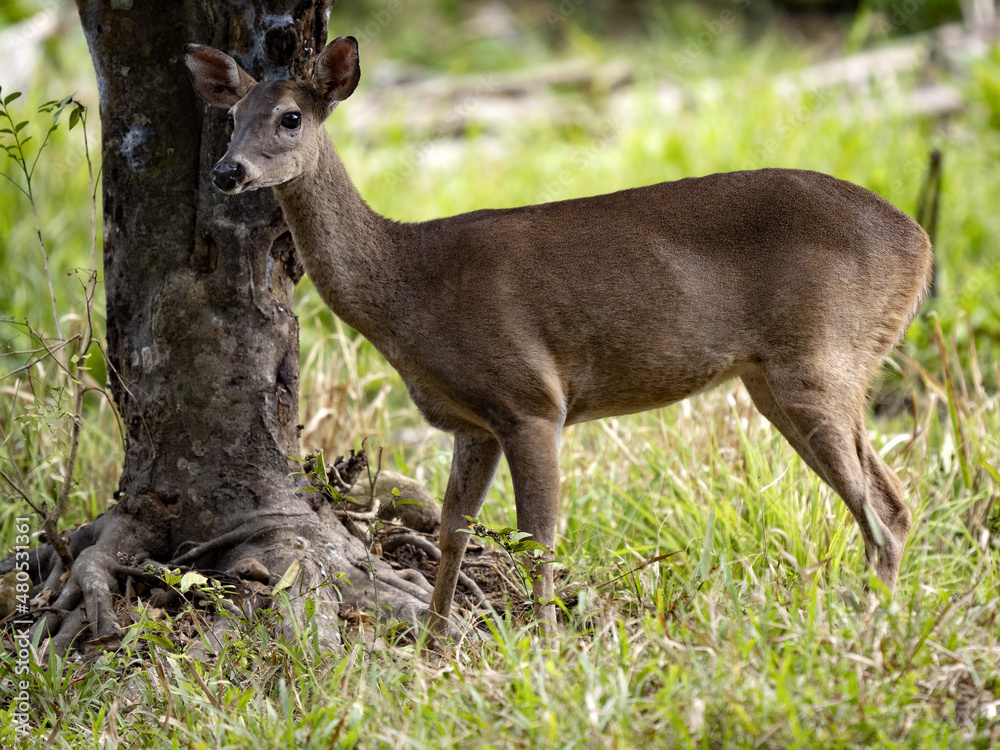 Red brocket, Mazama temama, one of the few deer representatives in Central America. Costa Rica
