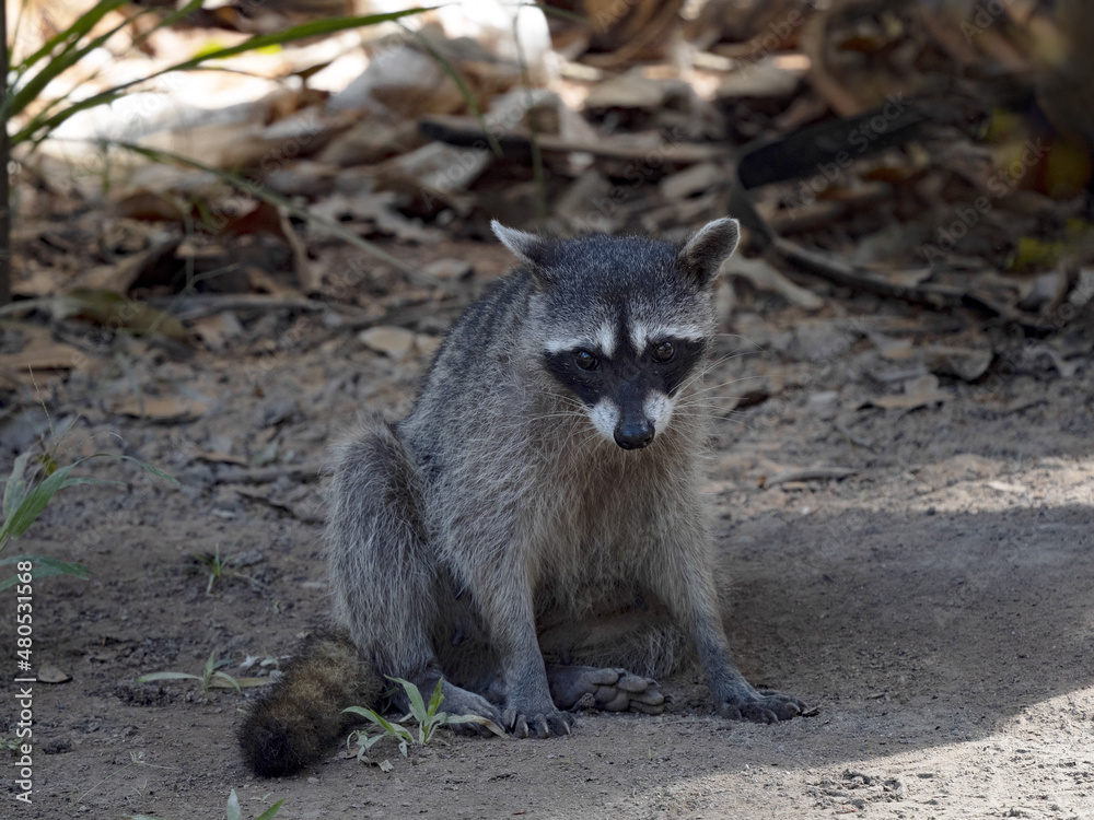 Fototapeta premium Crab-eating raccoon, Procyon cancrivorus, sits on the ground looking for food. Costa Rica