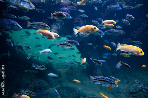 fish swimming underwater clear blue ocean