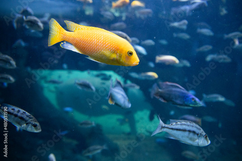 Fototapeta Naklejka Na Ścianę i Meble -  fish swimming underwater clear blue ocean