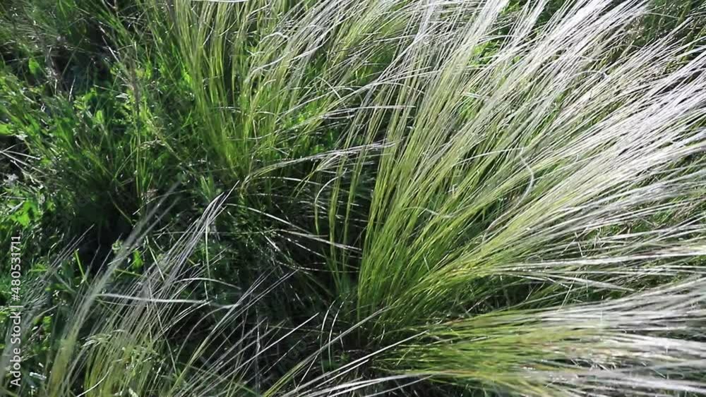 Field grasses, feather grass on a bright sunny day Field grasses, feather grass on a bright sunny day