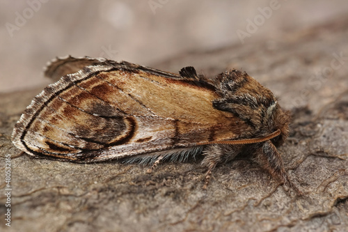 Closeup on a pebble prominent moth, Notodonta ziczac, sitting on wood photo