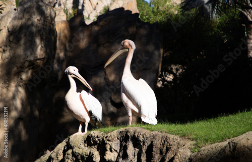 VALENCIA   SPAIN - DECEMBER 9  2021 pelicans in Valencia Biopark Spain