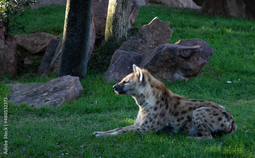 VALENCIA , SPAIN - DECEMBER 9, 2021: hyena in Valencia Biopark Spain VALENCIA , SPAIN - DECEMBER 9, 2021: hyena in Valencia Biopark Spain