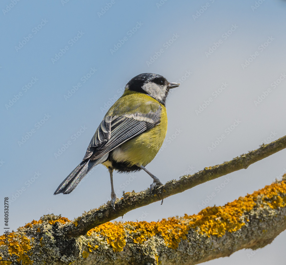 Obraz premium great tit (Parus major) bird on branch