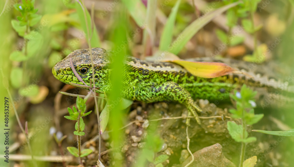 sand lizard (Lacerta agilis) hiding in vegetation sand lizard (Lacerta agilis) hiding in vegetation