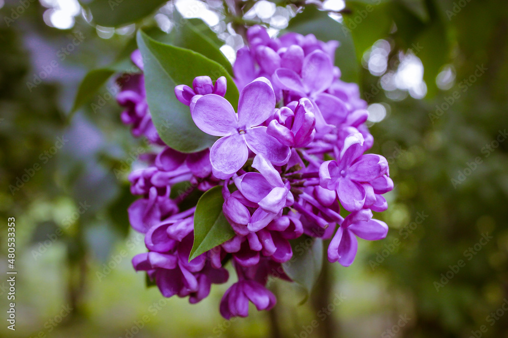A branch of blooming lilacs or Syringa vulgaris in spring park against natural green background. Small purple violet flowers on blooming bush in botanical garden, park in May. Fragrant shrub in bloom. A branch of blooming lilacs or Syringa vulgaris in spring park against natural green background. Small purple violet flowers on blooming bush in botanical garden, park in May. Fragrant shrub in bloom.