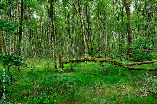 Das Naturschutzgebiet  Rotes Moor  im Biosph  renreservat Rh  n  Landkreis Fulda  Hessen  Deutschland