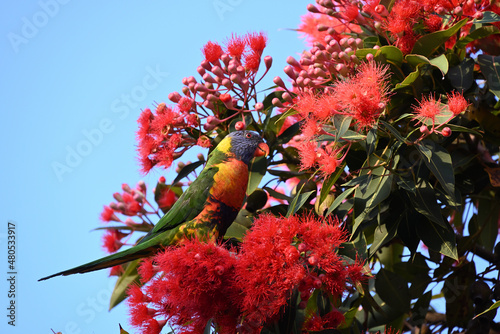 Rainbow lorikeet standing upright while eyeing red flowers in a red flowering gum, corymbia ficifolia, with clear blue sky in the background photo