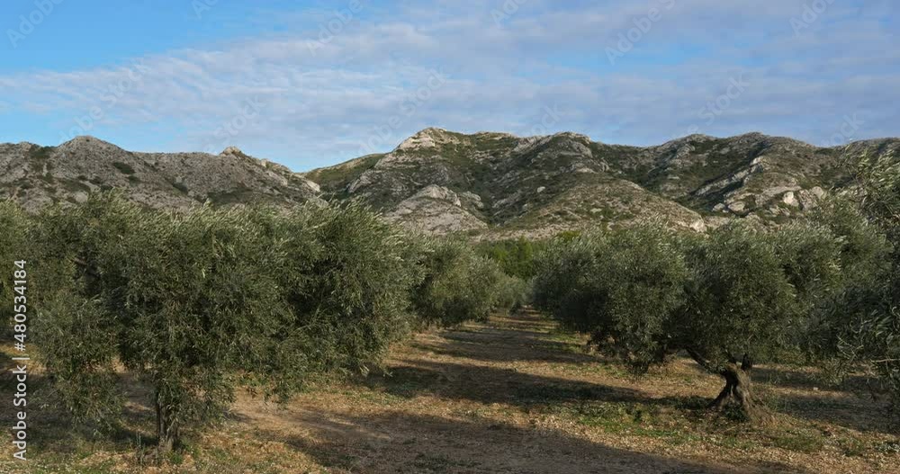 Olives groves, Maussane-les-Alpilles, Provence, France Olives groves, Maussane-les-Alpilles, Provence, France