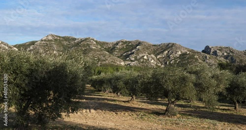 Olives groves, Maussane-les-Alpilles, Provence, France photo