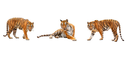 collection, royal tiger (P. t. corbetti) isolated on white background clipping path included. The tiger is staring at its prey. Hunter concept.