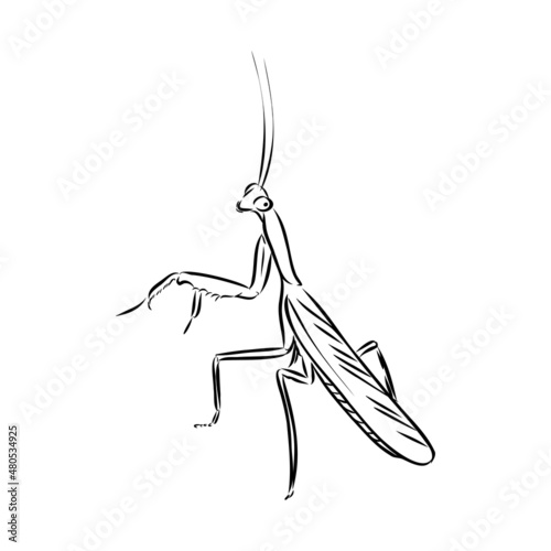 Hand drawing, sketch, mantis on a white background