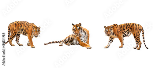 Fotografie, Obraz collection, royal tiger (P