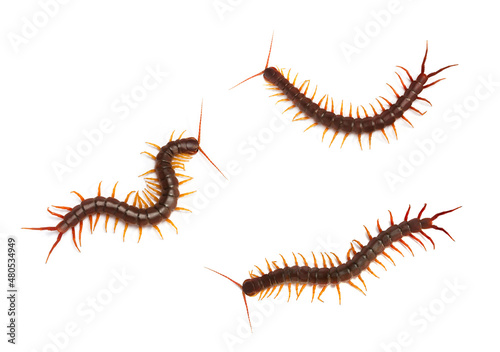 collection, centipede (Scolopendra sp Fototapete