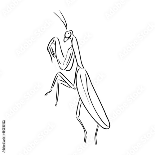 Hand drawing, sketch, mantis on a white background