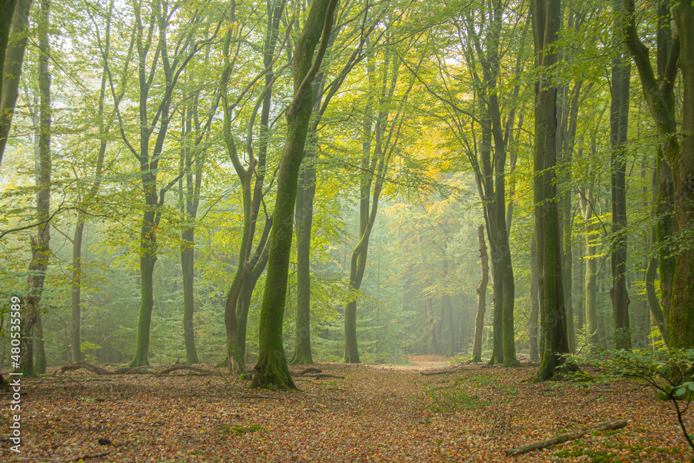 Mysterious forrest with dancing trees