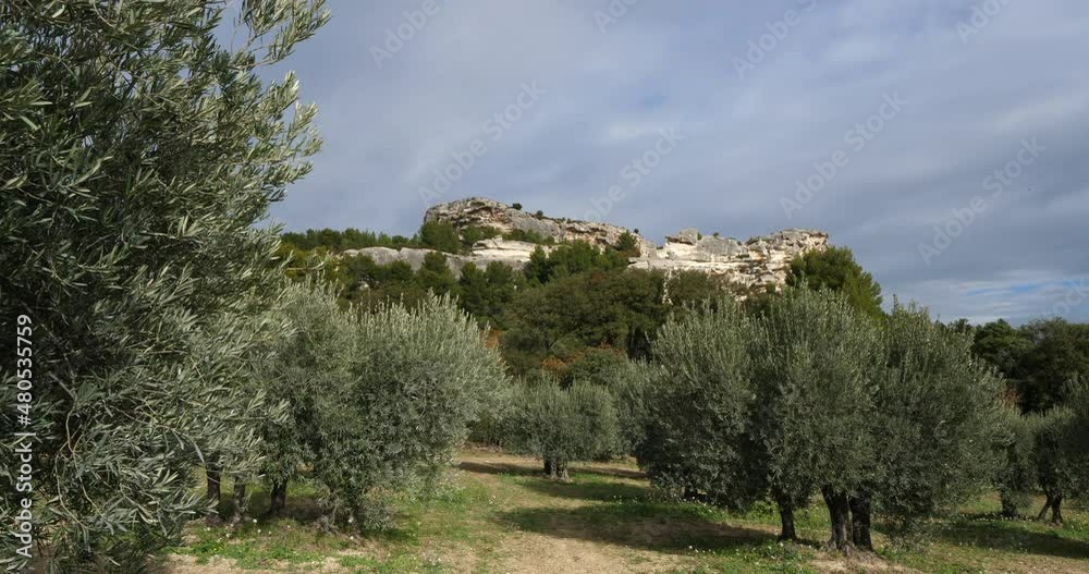 Olives groves, Les Baux de Provence, France Olives groves, Les Baux de Provence, France