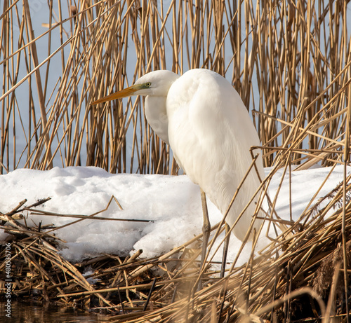 Great egret amon the reeds