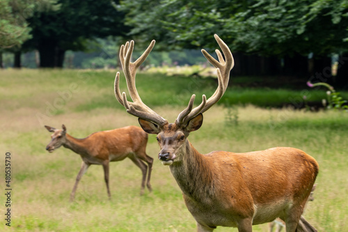 Red deel with antlers