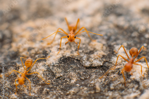 Obraz na płótnie A group of red Thai ants on rocks eating a clam w salonie