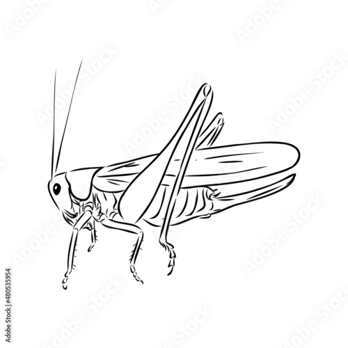 locust, contour sketch isolated on white background vector