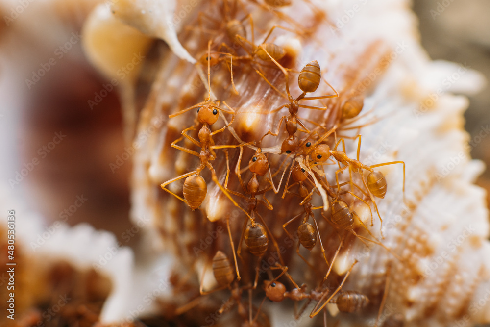 A group of red Thai ants on rocks eating a clam