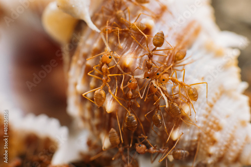 Obraz na płótnie A group of red Thai ants on rocks eating a clam w salonie