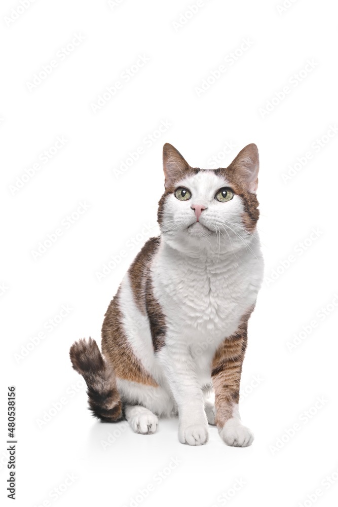 Cute tabby cat sitting and looking  curious away - Isolated on white background.	