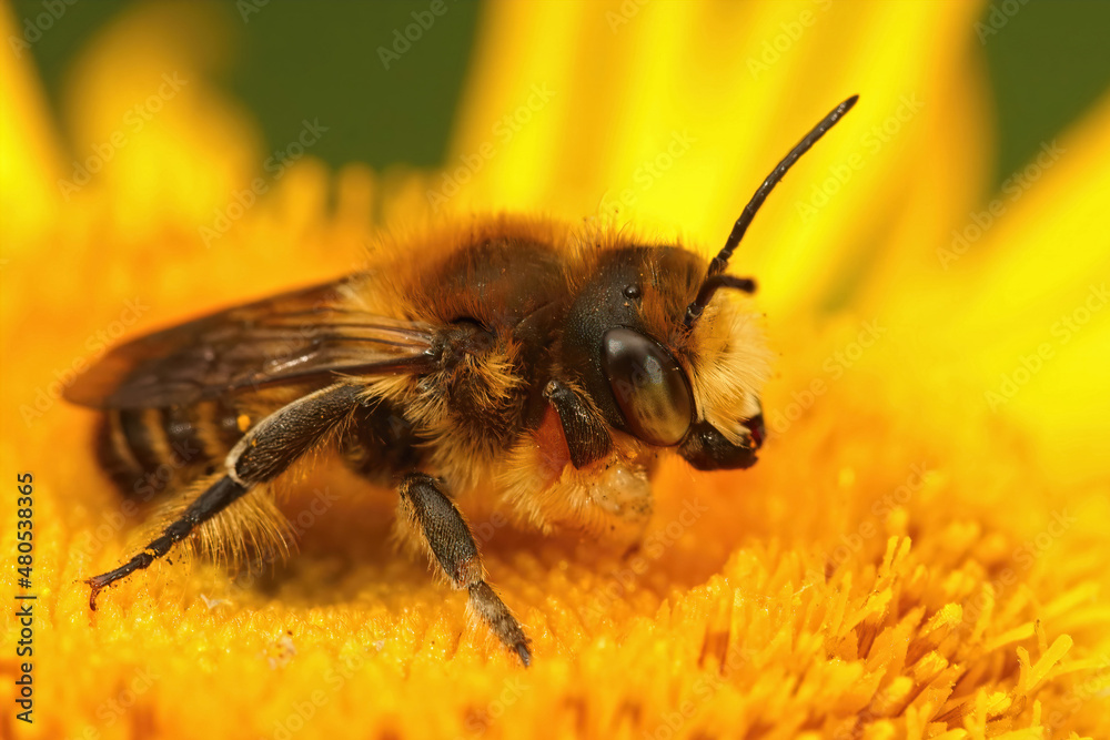 Closeup on a female Willughby's leafcutter bee, Megachile willughbiella sitting on a yellow flower of Inula officinalis Closeup on a female Willughby's leafcutter bee, Megachile willughbiella sitting on a yellow flower of Inula officinalis
