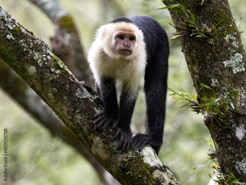 A Panamanian white-faced capuchin, Cebus imitator, stands on a tree and observes the surroundings. Costa Rica