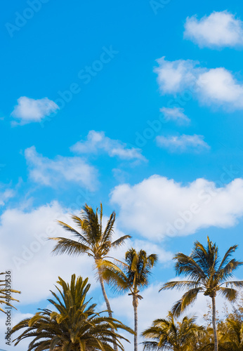 Beautiful landscape palm and blue sky background. Travel concept. Canary island Lanzarote